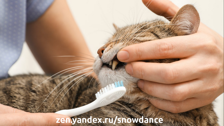 Конечно, если вы попытаетесь почистить зубы кошке, если она не приучена к этому, она может испугаться и укусит вас. Даже если у вас с ней дружеские отношения.-2
