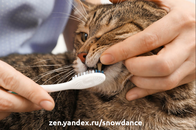 Конечно, если вы попытаетесь почистить зубы кошке, если она не приучена к этому, она может испугаться и укусит вас. Даже если у вас с ней дружеские отношения.-3