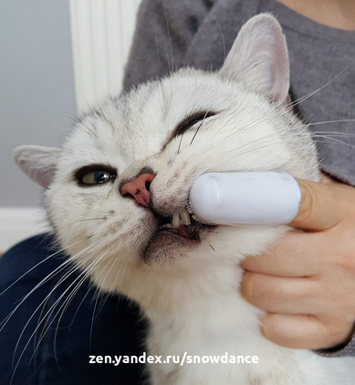 Конечно, если вы попытаетесь почистить зубы кошке, если она не приучена к этому, она может испугаться и укусит вас. Даже если у вас с ней дружеские отношения.-4