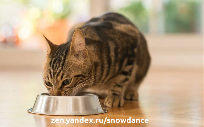 Как долго кошка может оставаться без еды? А когда обращаться к ветеринару, если кошка решила объявить голодовку по собственному желанию?-2