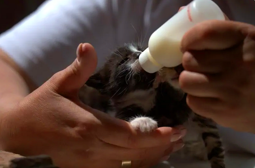 В первые недели жизни котенок получает  питание только от матери. Молоко матери является идеальной пищей для котят в этот период.