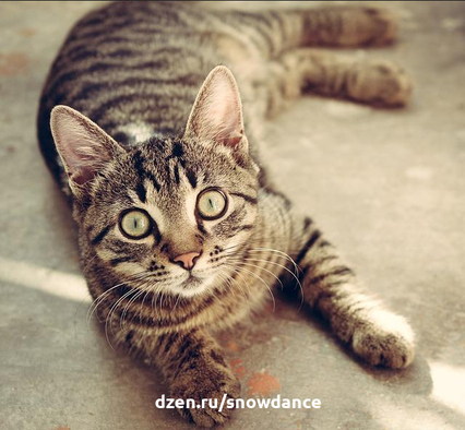 Средняя продолжительность жизни домашней кошки составляет 15-20 лет. Среди кошек в порода в этом вопросе не так важна, как у собак. Гораздо важнее условия, в которых живет кошка.-2