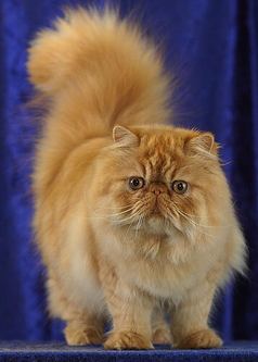 Персидская кошка | Автор Abujoy. Лицензия CC BY-SA 3.0 Источник https://clck.ru/WHN9h