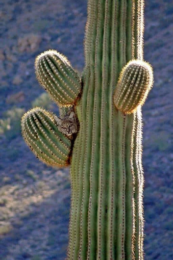 Снимок, получивший широкое распространение в Национальном парке кактусов Орган Пайп, выглядит очень мило, если бы не выглядел так болезненно.