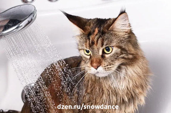 Обычно кошка вполне способна самостоятельно очистить свою шерсть. Так нужна ли ей ванна? Иногда - да.-2