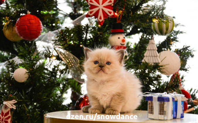 Предрождественская суета может быть очень стрессовой для наших питомцев. Кошка переживает множество необычных ситуаций. Рождественская елка манит попрыгать на ней...-4