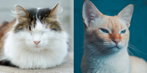 Если и есть что-то, что мы часто видим в ветеринарной клинике, так это кошка в состоянии стресса.