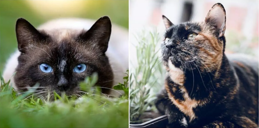 У вашей кошки невероятные глаза. Кошки могут ориентироваться при слабом освещении так, как не можем мы.