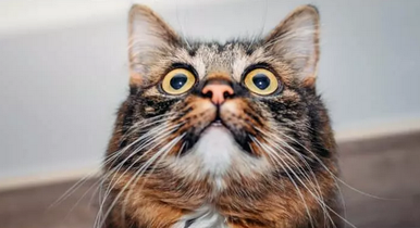У вашей кошки невероятные глаза. Кошки могут ориентироваться при слабом освещении так, как не можем мы.-3