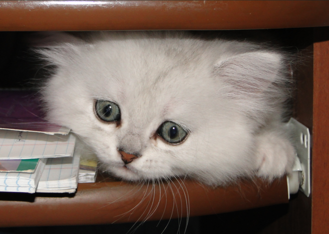 Многие хозяева кошек возмущаются, когда кот написал на коврике в коридоре, или накакал мимо лотка, а то и посреди комнаты.