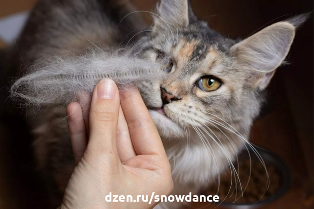 Владельцы кошек обычно знают, какой вид контакта доставляет их кошке наибольшее удовольствие. Однако, если у вас есть сомнения или вы только планируете взять кошку, эта статья может быть вам полезна.-3