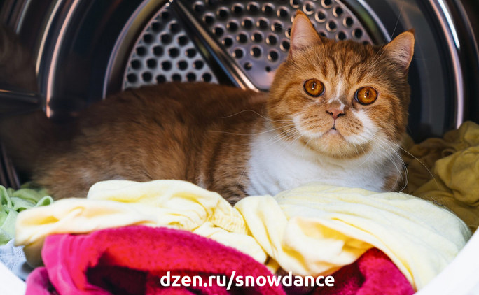 Кот в стиральной машине