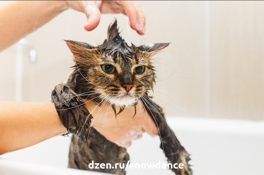Как НЕ стоит купать кошку?