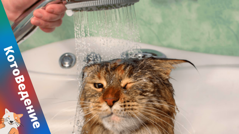 Вот так не нужно мыть кота! Уши не мочить!