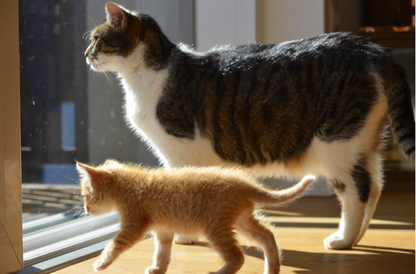 Если вы подозреваете, что ваша кошка беременна, важно узнать все, что можно, о беременности кошек. В это время у вашей кошки произойдет много изменений, и у нее также возрастут потребности в питании.