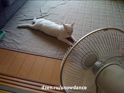 Все чаще светит солнце и теплее дни... и это влияет не только на людей, но и на животных, в том числе и домашних. Кошкам тоже может стать слишком жарко.-2
