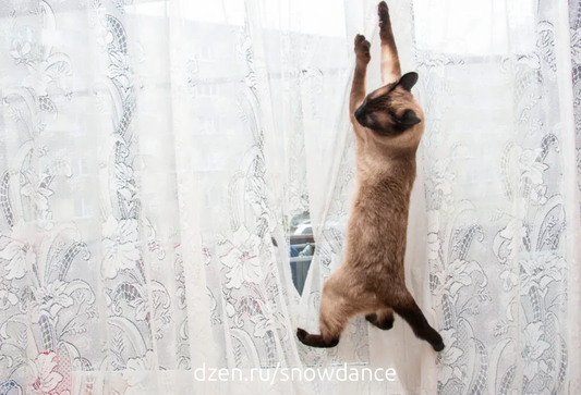 Как отучить кошку лазить по шторам?
