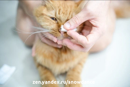 Кошки, как известно, чистоплотные существа. Но может случиться, что вашему котенку понадобится помощь. Если вы заметили, что нос у кошки грязный, вы можете помочь. 5 шагов по очистке носа кошки 1.