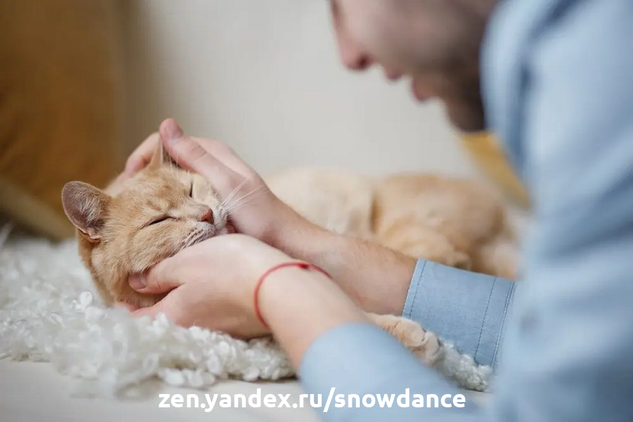 Как поддерживать здоровье кошки. 6 способов продлить кошке жизнь