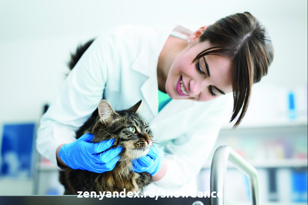 Регулярно посещайте ветеринара вместе со своей кошкой