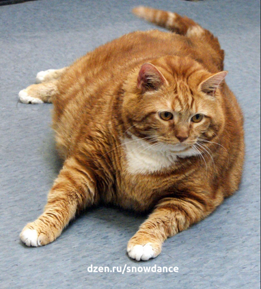 Проблемы с лишним весом сейчас встречаются не только у людей, но, к несчастью, и у кошек...-2