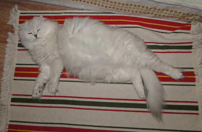 Беременная кошка Кася