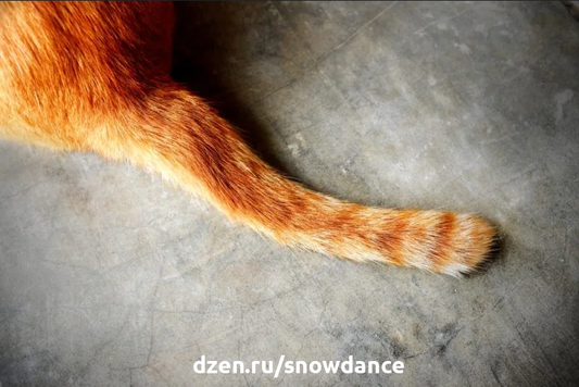 Как понять, что у кошки сломан хвост: рекомендации ветеринара