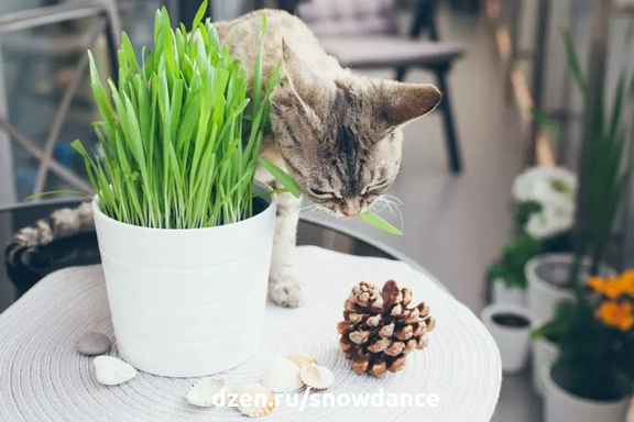В домашнем саду или на балконе. Посадите траву для вашей кошки - у нее будет дополнение к ежедневному рациону. Самое время подумать о чем-то зеленом, что понравится многим котикам. Что это такое?-2
