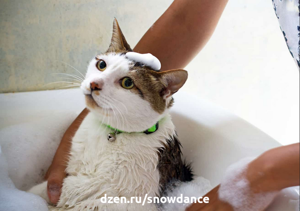 Как приручить кошку к воде? Важные советы перед первым купанием