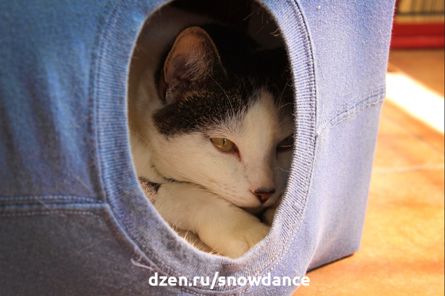 В этой статье вы узнаете, почему стоит самостоятельно сделать лежанку для своей кошки, а также какие материалы лучше всего для этого подходят! Где спит ваша кошка?-2-2