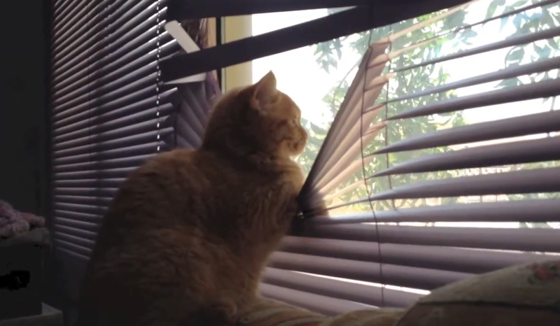 Кошка смотрит в окно через жалюзи