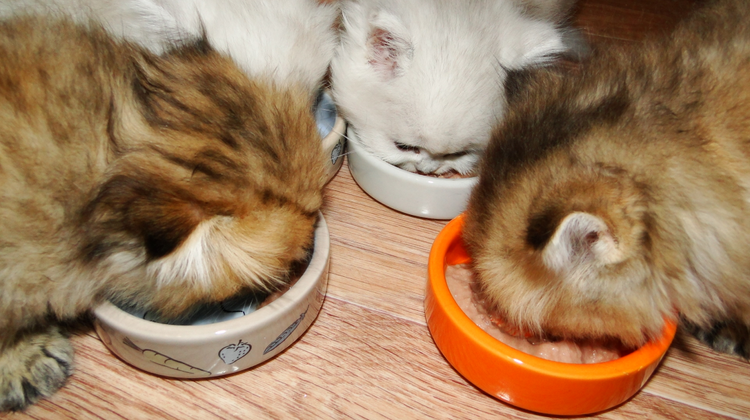 Котята кушают корм