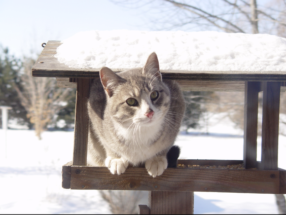 Кошка зимой | GNU Free Documentation License 