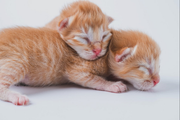 Как ухаживать за новорожденными котятами, чтобы это не стало вашей второй постоянной работой Прежде всего, мы хотим сказать: "Поздравляем вас с пушистым пополнением!-2