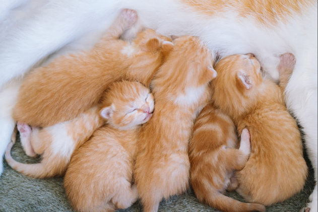 Как ухаживать за новорожденными котятами, чтобы это не стало вашей второй постоянной работой Прежде всего, мы хотим сказать: "Поздравляем вас с пушистым пополнением!-3