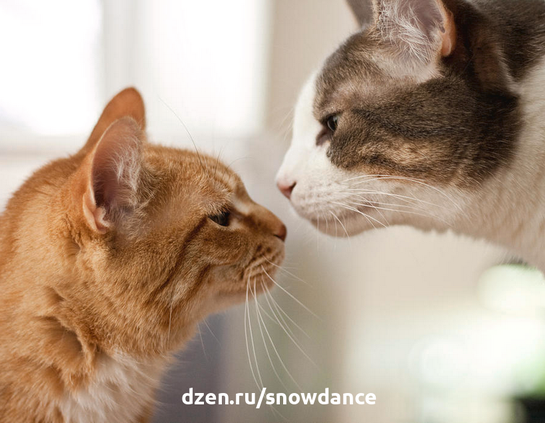 Как узнать, нужна ли вашей кошке кошачья компания?