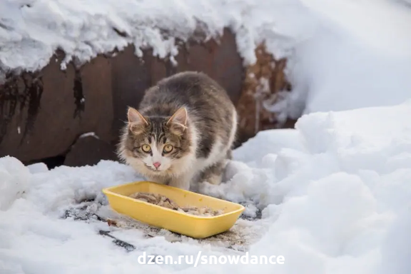 Имеет ли смысл менять корм для кошки зимой? Когда это необходимо? Что же должно быть в зимнем рационе кошки?-2