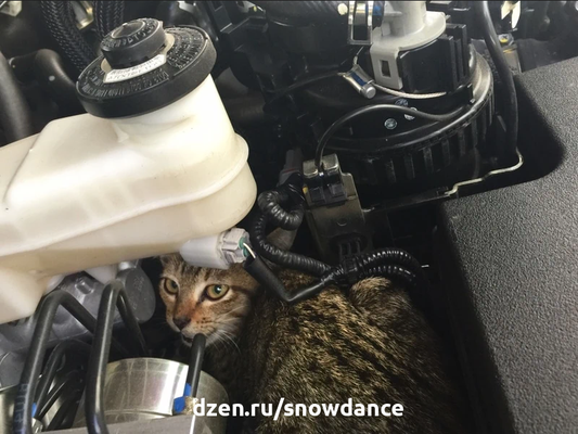 Как вытащить кошку из двигателя автомобиля: 5 эффективных способов
