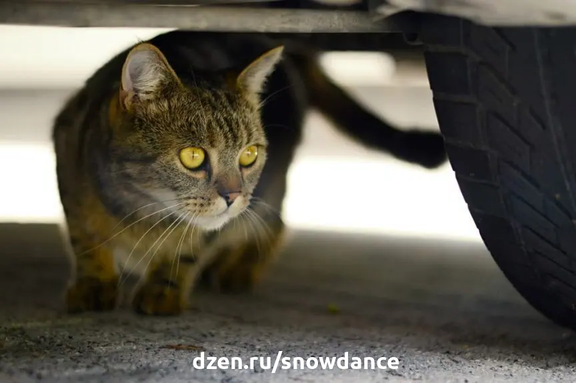 Уличные кошки часто ищут убежище под капотами автомобилей. К сожалению, это не самая лучшая из кошачьих идей. Большинство из нас, вероятно, не могут представить себе жизнь без автомобиля.-2