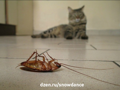 Как вывести тараканов в доме с кошками - надежно и безопасно
