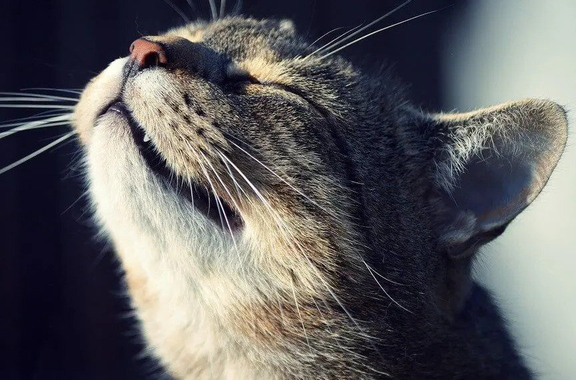 Хотя говорят, что собаки лучше всех "работают носом", кошки тоже умеют пользоваться своим обонянием. Некоторые запахи оказывают отпугивающее действие на кошек, другие - наоборот.-2