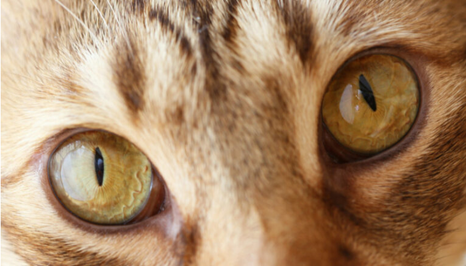 Само собой разумеется, что у кошек красивые глаза. И, если вы еще не знали, самый распространенный цвет глаз у кошек - зеленый.-2