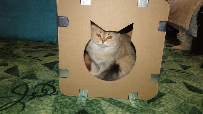 Прислали нам коробочку для кошек на тестирование. Отчитываюсь. Выглядит все это вполне прилично, аккуратно. Яркая упаковка, красивые картинки. Внутри тоже все симпатично.-2-2