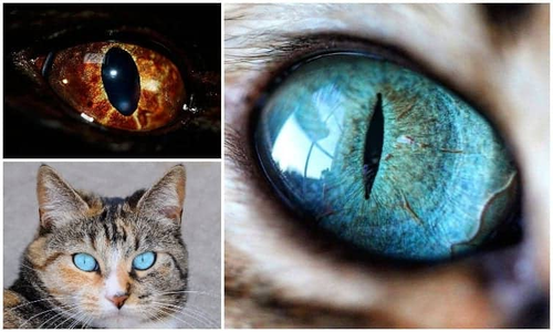 Каждый человек - любитель кошек или нет - может признать, что у кошек действительно потрясающие глаза. Кошачьи глаза могут быть самых разных цветов.