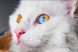 Каждый человек - любитель кошек или нет - может признать, что у кошек действительно потрясающие глаза. Кошачьи глаза могут быть самых разных цветов.-2
