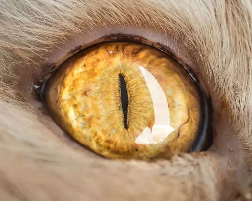 Каждый человек - любитель кошек или нет - может признать, что у кошек действительно потрясающие глаза. Кошачьи глаза могут быть самых разных цветов.-3