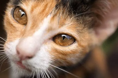 Каждый человек - любитель кошек или нет - может признать, что у кошек действительно потрясающие глаза. Кошачьи глаза могут быть самых разных цветов.-4