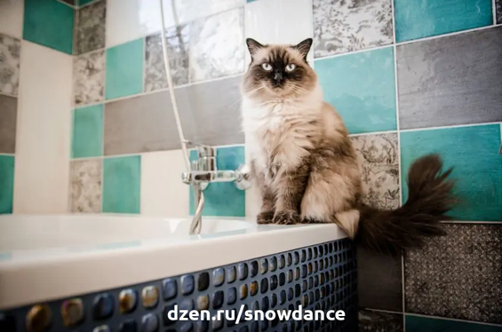 У кошек есть как минимум несколько причин рассматривать ванну в качестве лотка для туалета. Узнайте о них и о том, как исправить такое поведение.-2