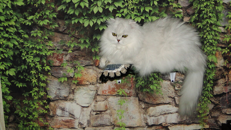 Шотландская серебряная кошка Касуми. Родоначальница питомника. На пенсии. 