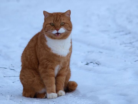 Большой оранжевый и белый кот-табби сидит на снегу